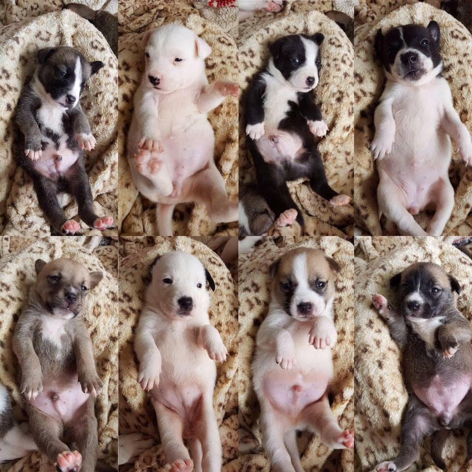 Lucky 7 Dog Rescue-Puppies-babies-cute-little-litter of puppies-article